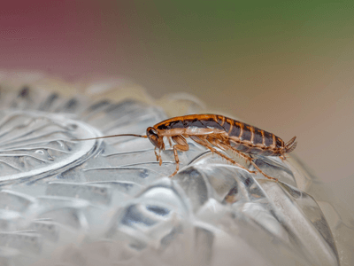 About Premier Roach Control Services GA Pros - german roach extermination alpharetta ga experts in Alpharetta