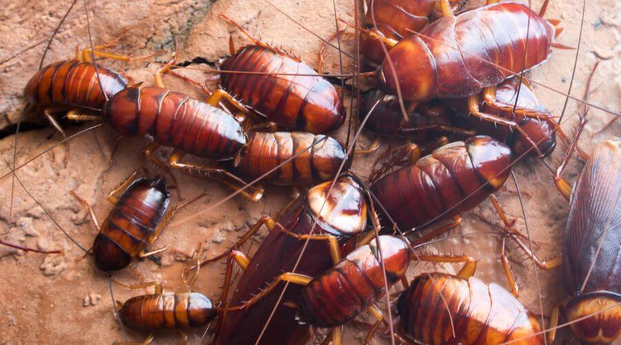 Professional german roach extermination alpharetta ga services in Alpharetta - Premier Roach Control Services GA Pros